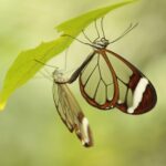 Finding Light: Navigating Life Transitions with Clarity