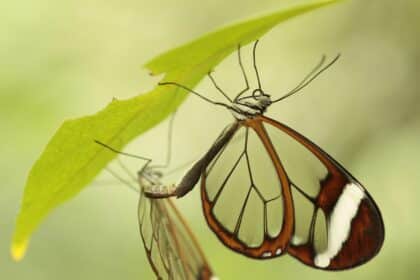 Finding Light: Navigating Life Transitions with Clarity