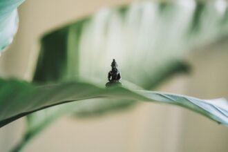 Finding Calm Within: How Presence Creates Inner Peace