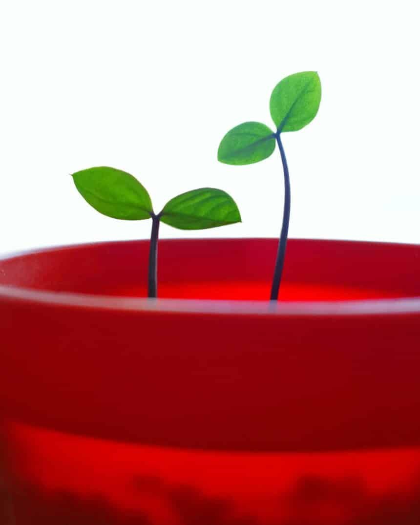 How Mentorship Transforms Your Journey to Growth