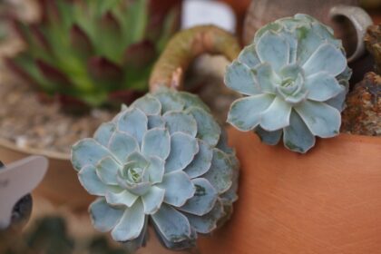 Growing Together: Embracing Change with Heart and Hope