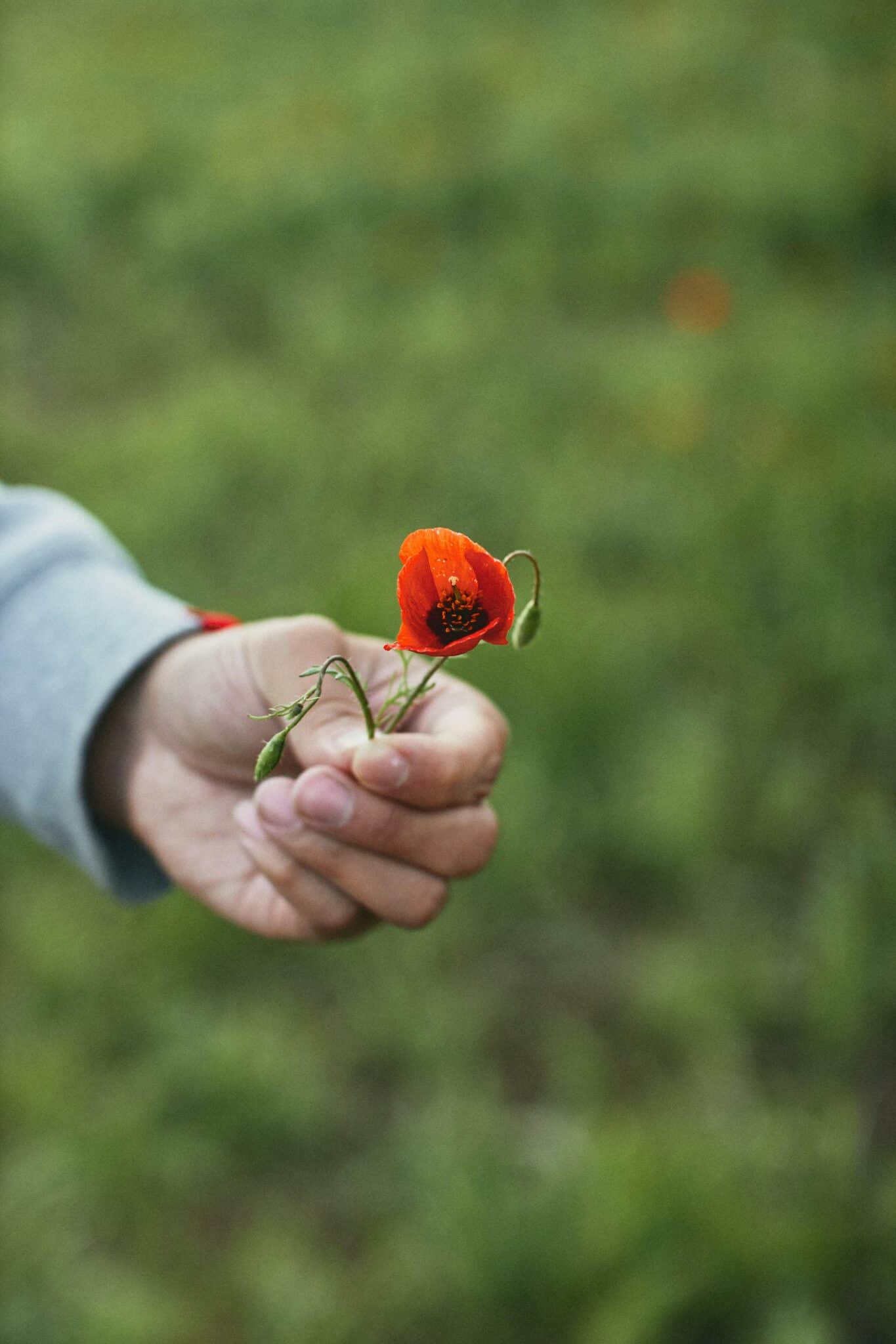 Growing Compassion: Embrace Non-Judgment for a Kinder Life