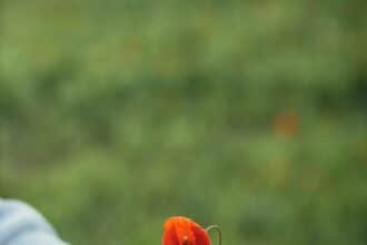Growing Compassion: Embrace Non-Judgment for a Kinder Life