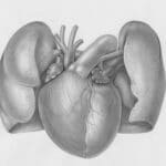 When Hearts Hurt: Exploring the Link Between Body & Pain