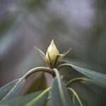 Finding Wisdom: Nature’s Gentle Guide to Spiritual Growth