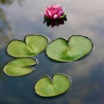 Nurture Your Soul: Embracing Self-Compassion Daily