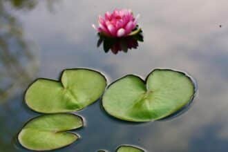 Nurture Your Soul: Embracing Self-Compassion Daily
