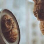 Letting Go of Perfectionism: Embrace Your True Wholeness