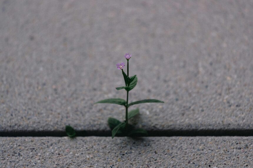 Nurturing Hearts: Crafting a Safe Space for Emotional Growth