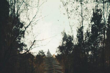Letting Go: How to Release Control and Trust the Journey