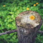 Harnessing Affirmations to Strengthen Your Inner Resilience