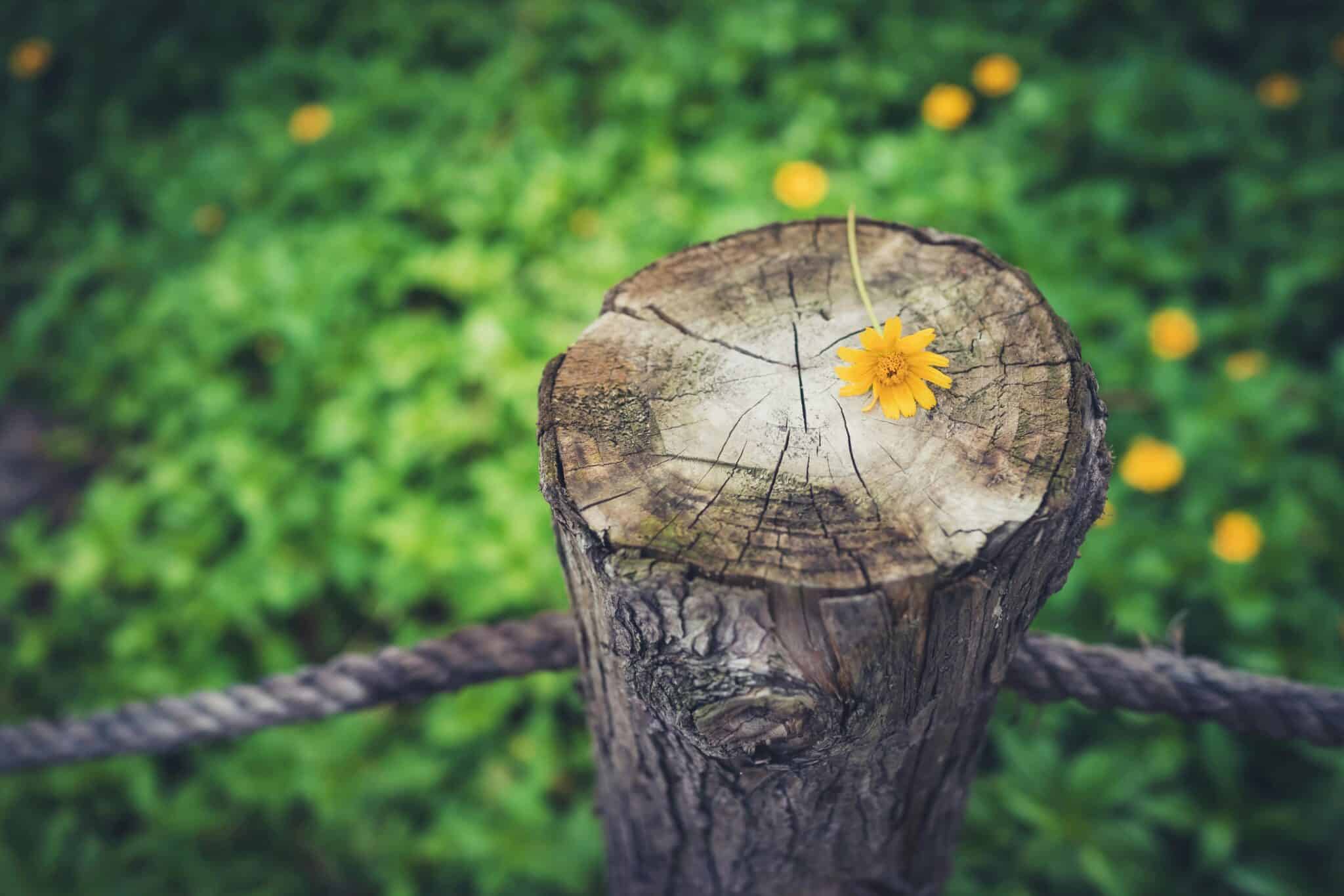 Harnessing Affirmations to Strengthen Your Inner Resilience