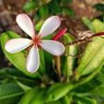 Unlock Your Potential: Embrace and Cultivate a Growth Mindset