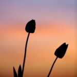 Gentle Evening Affirmations for a Deep, Peaceful Sleep