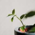 Nurturing Growth: Daily Habits That Truly Transform You