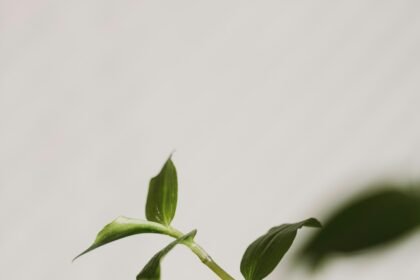 Nurturing Growth: Daily Habits That Truly Transform You