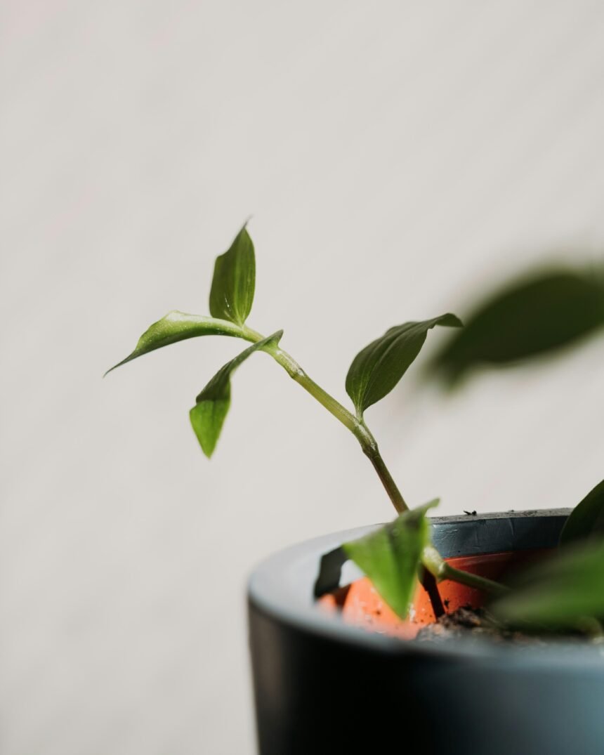 Nurturing Growth: Daily Habits That Truly Transform You