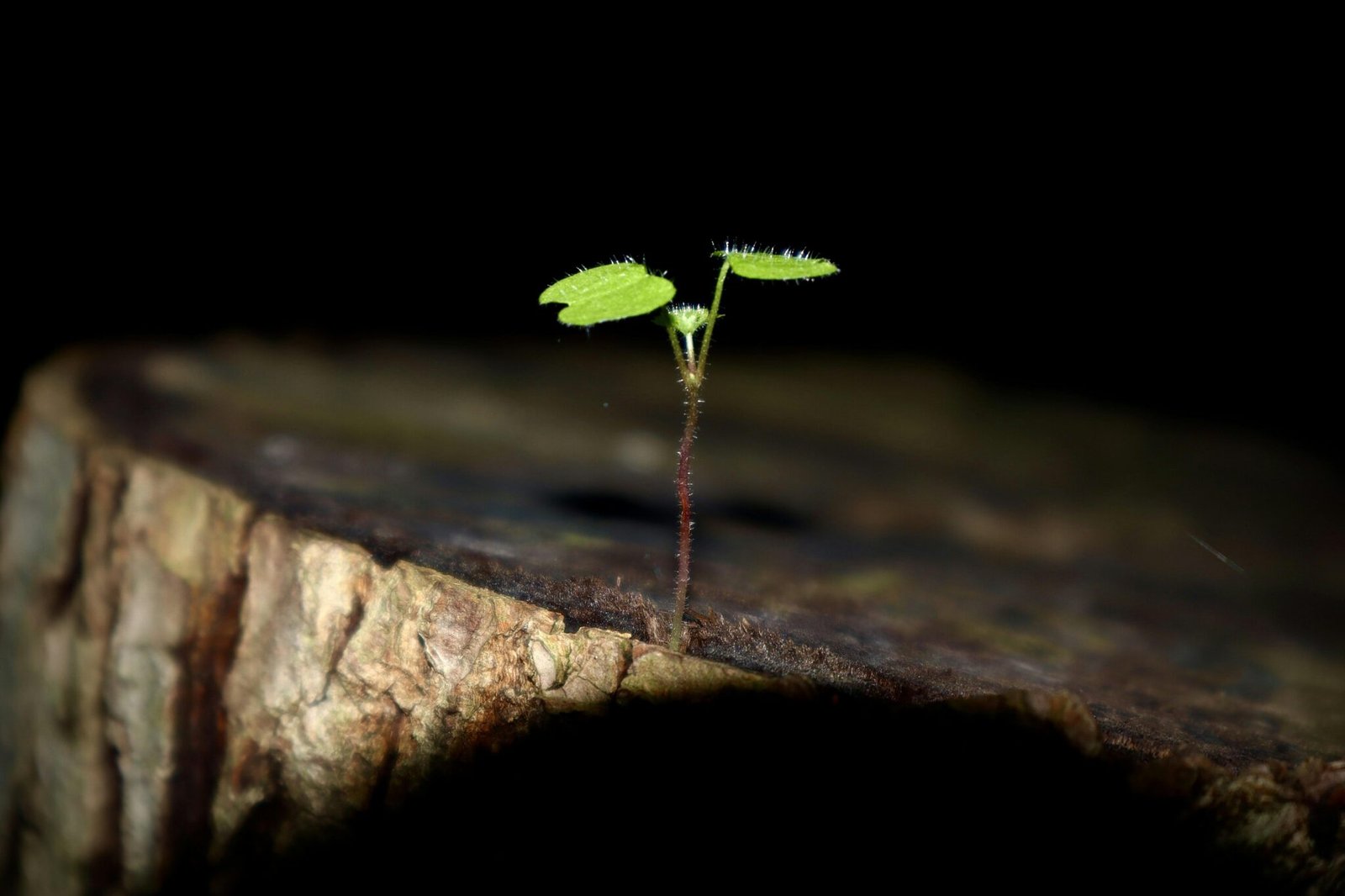 Embrace Change: Powerful Affirmations for Personal Growth