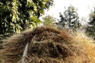 How Gratitude Lights the Path to True Healing