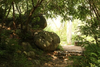 Finding Solace: How Nature Became My Healing Sanctuary