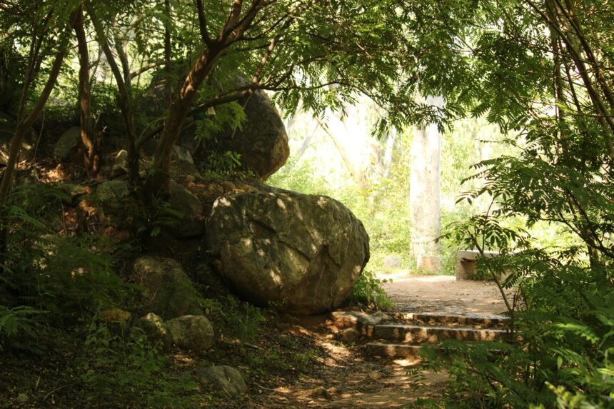 Finding Solace: How Nature Became My Healing Sanctuary