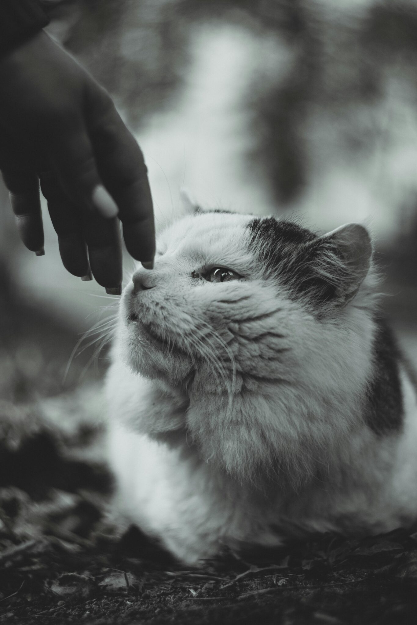 Setting Gentle Boundaries With Yourself: A Path to Self-Love