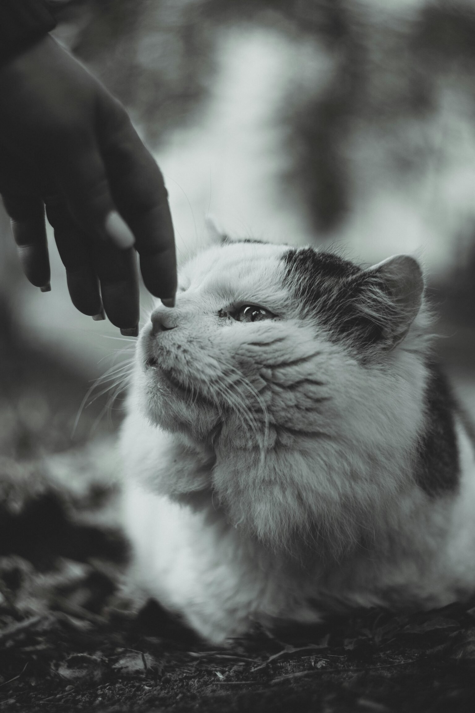 Setting Gentle Boundaries With Yourself: A Path to Self-Love