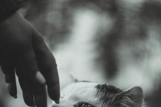 Setting Gentle Boundaries With Yourself: A Path to Self-Love