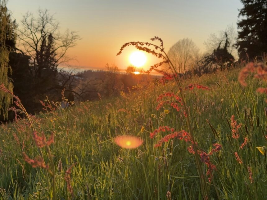 The Heartfelt Magic of Gratitude and Appreciation in Love