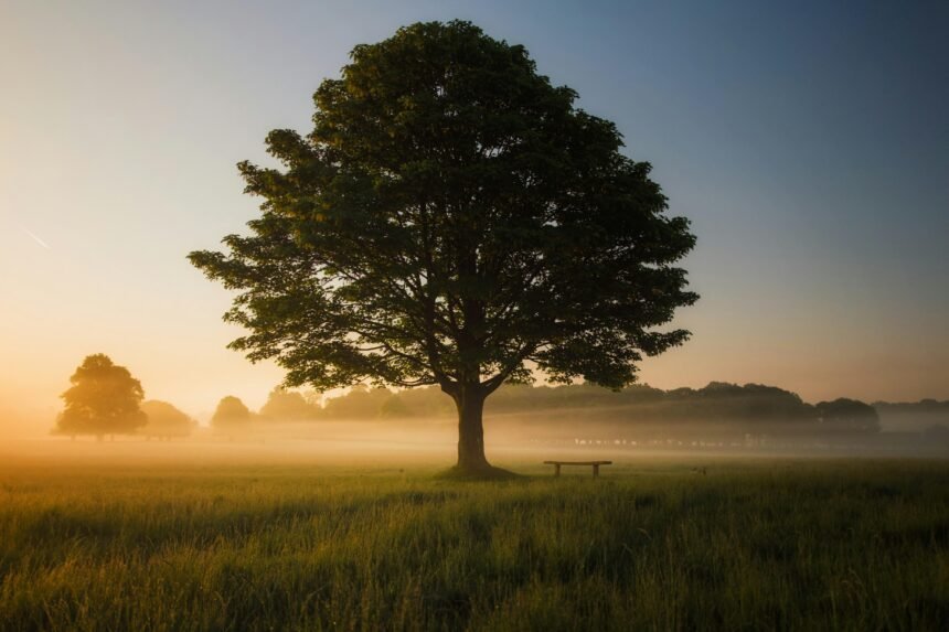 Embrace Calm: Using Walking to Cultivate Mindfulness Daily