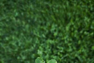 Finding Peace Within: Using Affirmations to Cultivate Calm