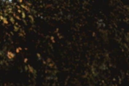 Finding Serenity: Books That Inspire Inner Peace and Calm